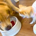 2匹の犬に『トマト』…