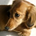愛犬が預けられると…