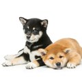 小豆柴｜犬種の特徴…