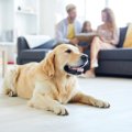 犬を危険に晒してい…