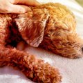 犬の老化が進んでい…