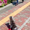 突然『いるはずのな…