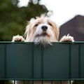 犬が飼い主を呼んで…