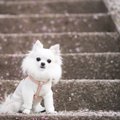 小型犬の飼い主が共…