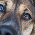 犬の『目がウルウル…
