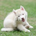 犬が体をかく心理３…
