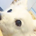 『イチゴが入ったダ…