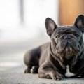 『鼻ぺちゃ犬』がな…
