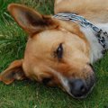 犬の膿皮症の正しい…