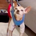 ぐるぐる歩く『グル…