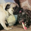 二匹目の犬を飼いた…