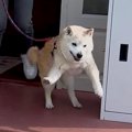 17歳のおじいちゃん…