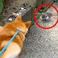 犬の散歩中に『野良…