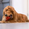 犬が好きになるおも…