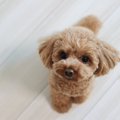 犬が飼い主に『抱っ…
