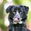 犬は『舐める場所』…