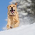 寒さに強い犬の特徴…