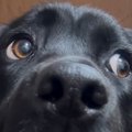 玄関にいた大型犬→声…