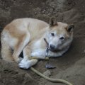犬の穴掘りの習性を…