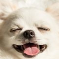 犬が目を細める時の…