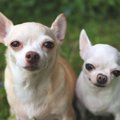 チワワの大きさはど…
