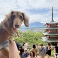 観光中に犬と記念撮…