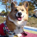 到着を待たずに亡く…