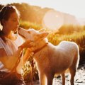 犬を助けるのが飼い…