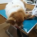 末永く付き合える動…