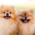 小型犬の平均寿命は…