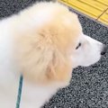 大好きなお姉さんの…