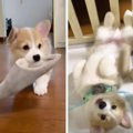 生後2ヵ月子犬の破壊…