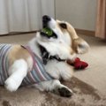 カミカミ…ペットボト…