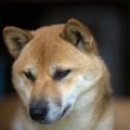 犬が『助けてほしい…