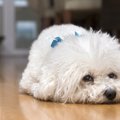 犬が見せる『体が痛…