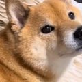 散歩嫌いでブチギレ…
