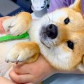 犬を病院で検査した…