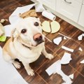 犬が家を散らかすと…
