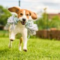 犬が喜ぶお出かけ場…