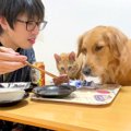 大型犬と猫の前で『…