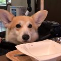 ローストビーフが食…