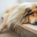 犬のくつろぎスペー…