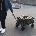 秋田犬パピーの『ド…