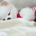犬にとってお気に入…