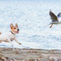 オフリードの犬は野…