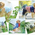 お台場で「愛犬と旅…