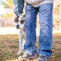 犬が『臆病な性格』…