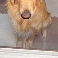 留守番をした大型犬→…