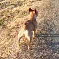 兄犬が亡くなり、食…