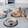 犬が食べすぎている…